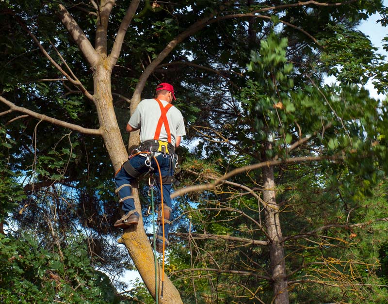 Certified Arborist, Guelph