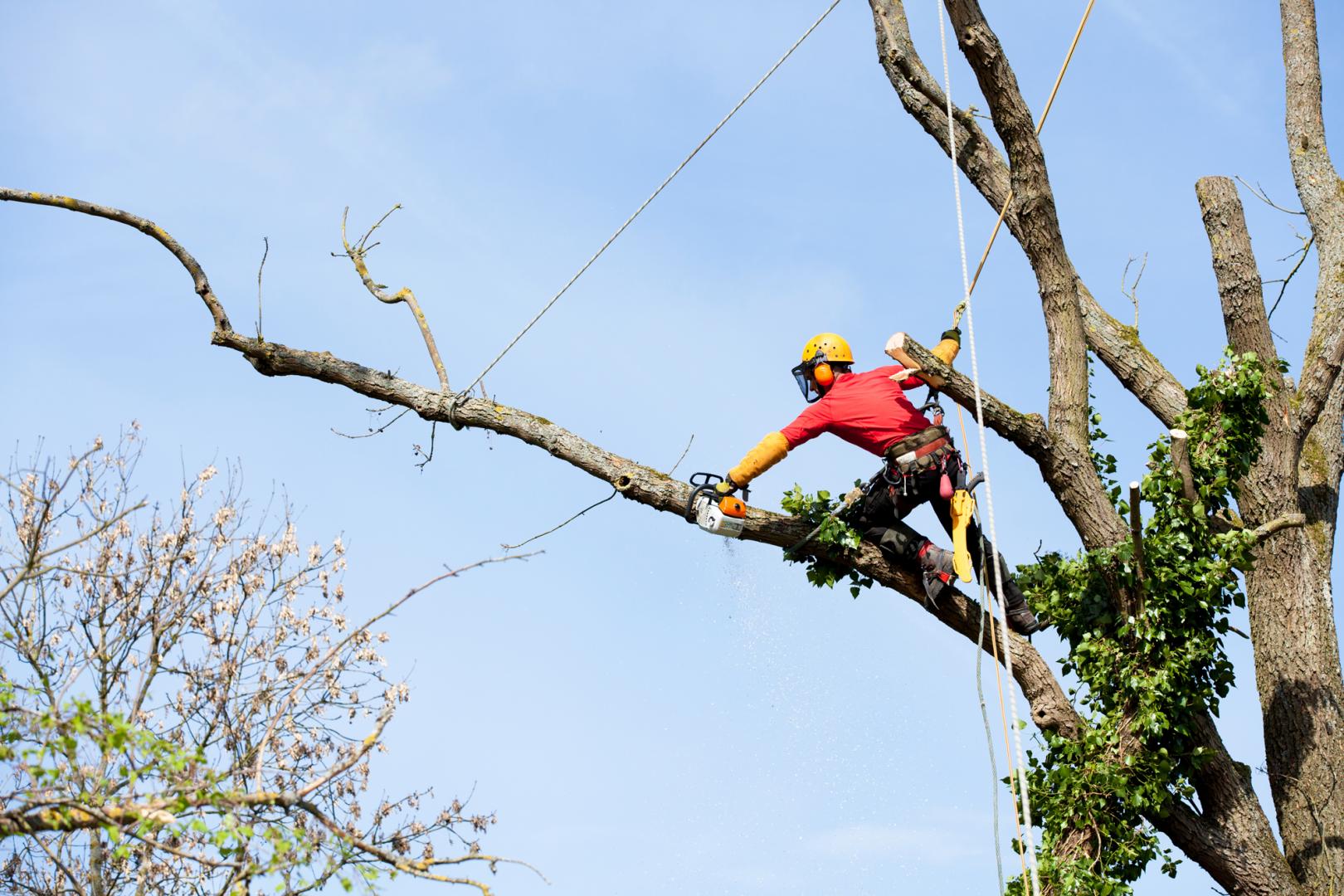 Tree Bracing and Cabling Kitchener, Tree Bracing and Cabling Waterloo, Tree Bracing and Cabling Breslau