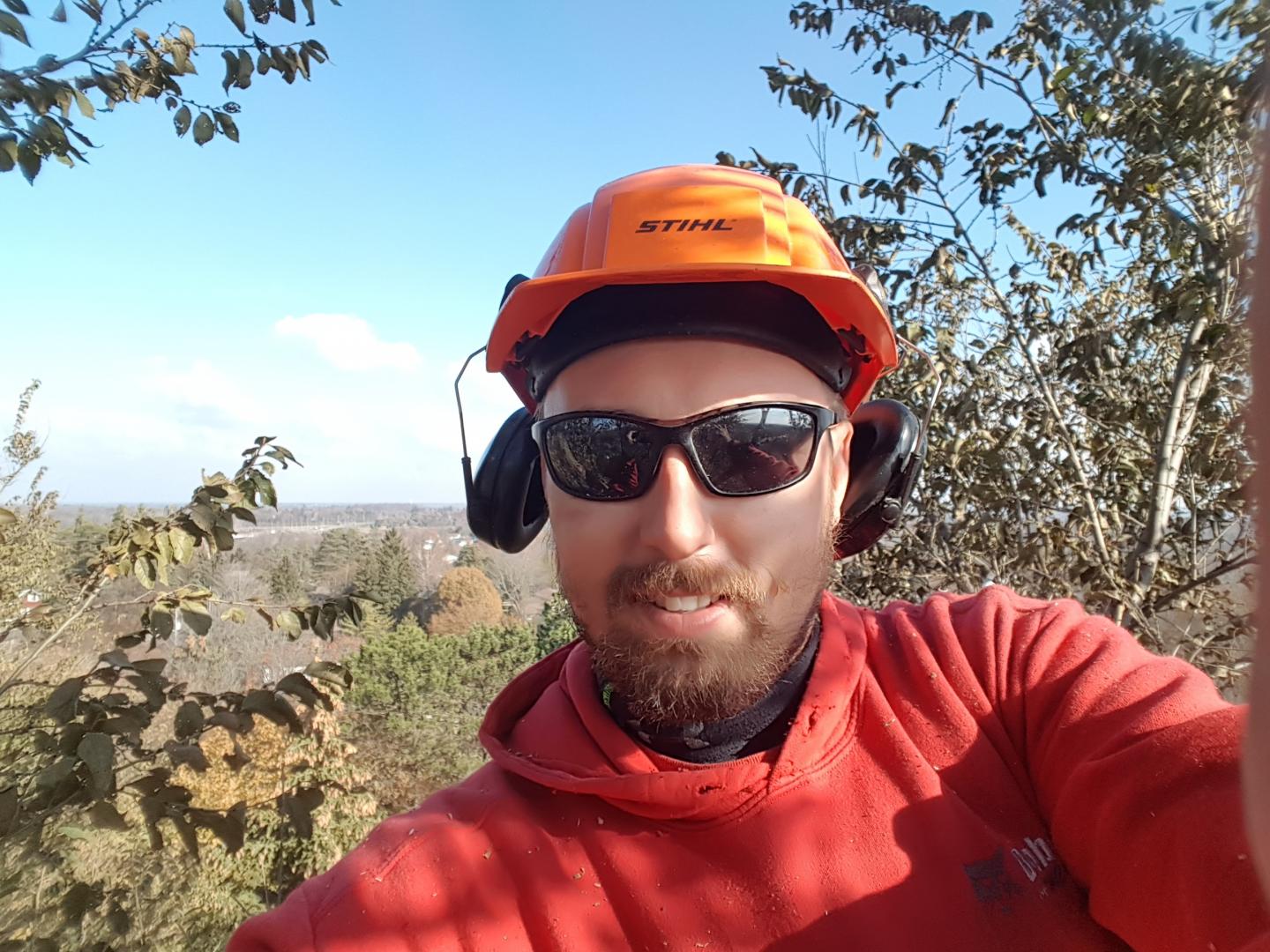 Tree Experts Kitchener, Tree Experts Waterloo, Tree Experts Breslau