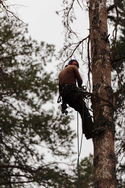 Certified Arborist, Woodstock