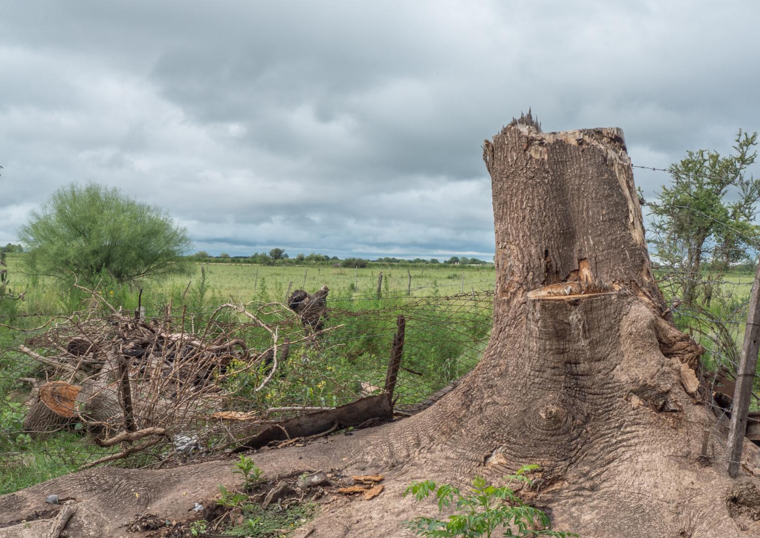 Tree Root Removal