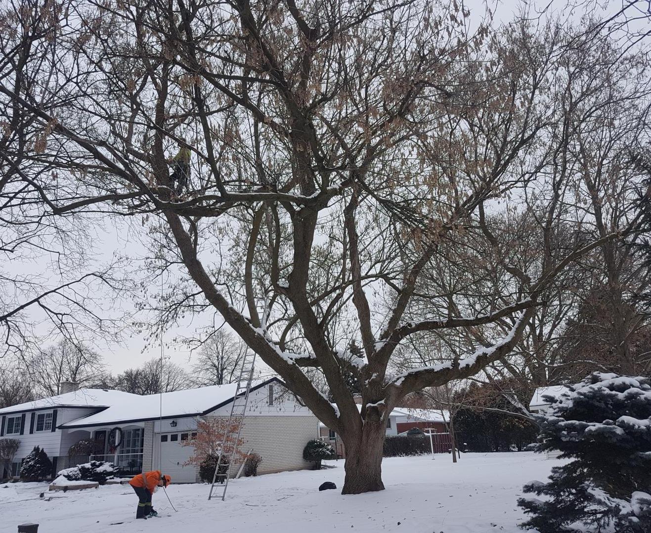 Winter trimming storm damage