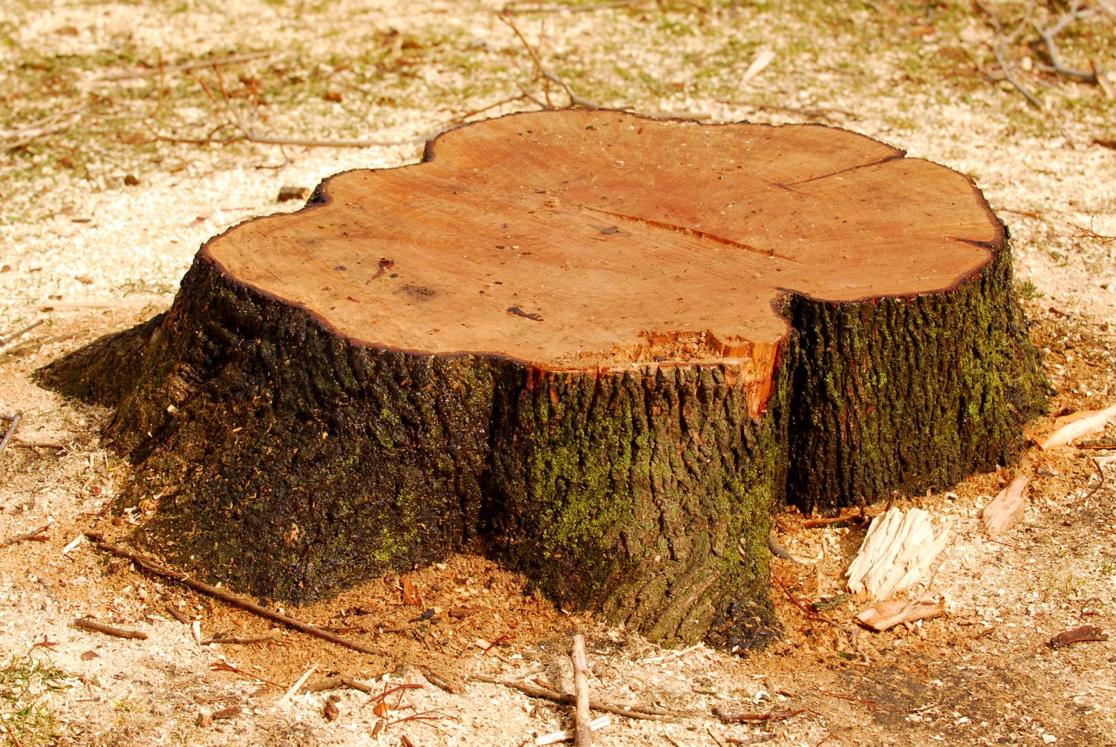 Tree and Stump Removal Kitchener, Tree and Stump Removal Waterloo, Tree and Stump Removal Breslau