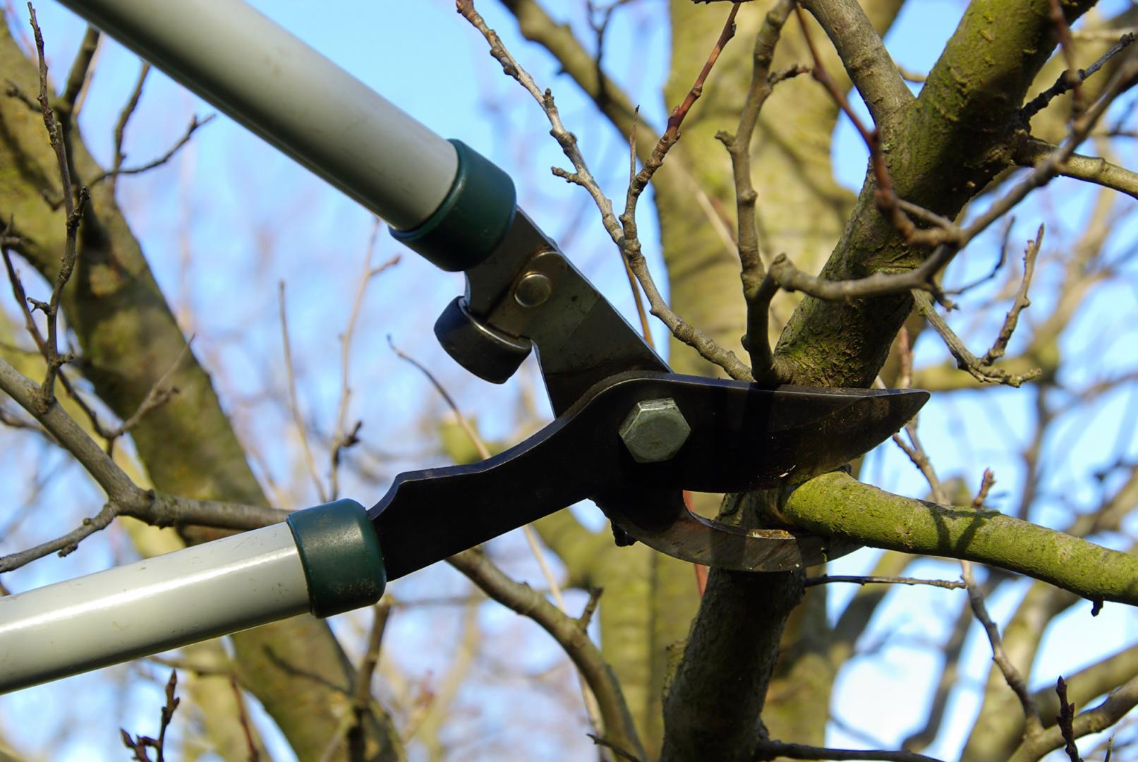 Tree Trimming and Pruning Kitchener, Tree Trimming and Pruning Waterloo, Tree Trimming and Pruning Breslau