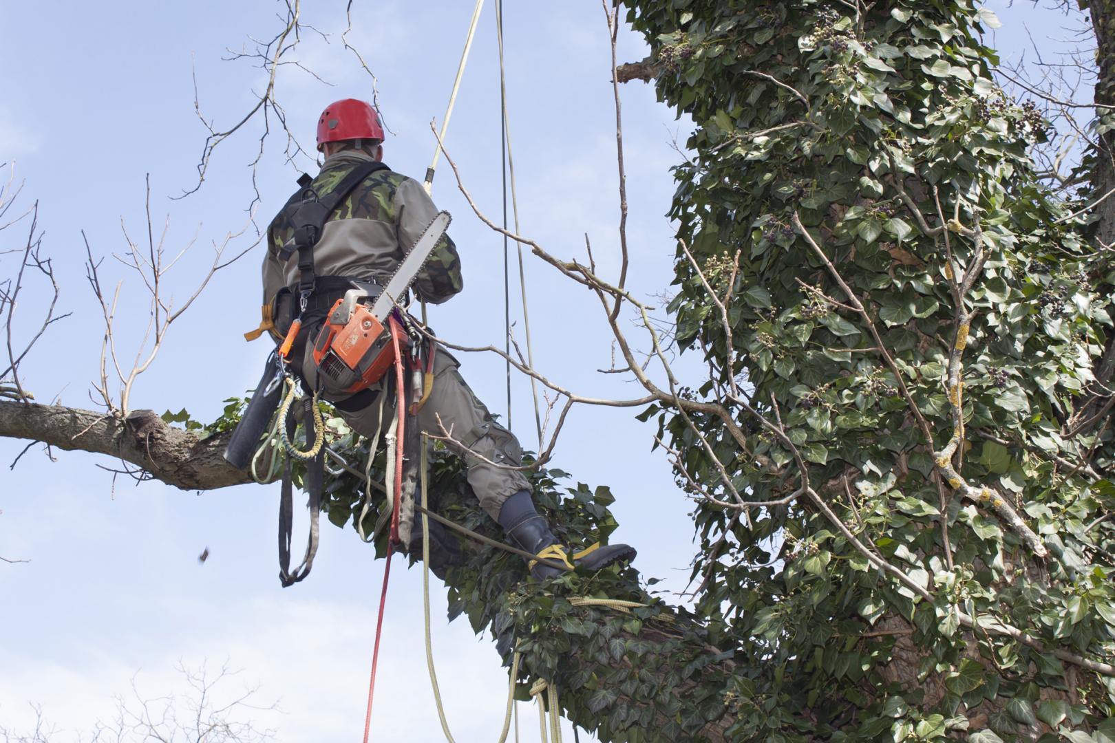 Tree Bracing and Cabling Kitchener, Tree Bracing and Cabling Waterloo, Tree Bracing and Cabling Breslau