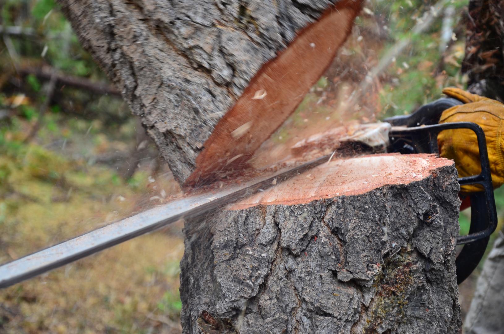 Certified Arborist Kitchener, Certified Arborist Waterloo, Certified Arborist Breslau