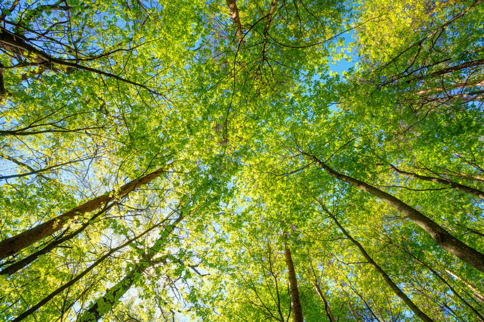 Tree Feeding