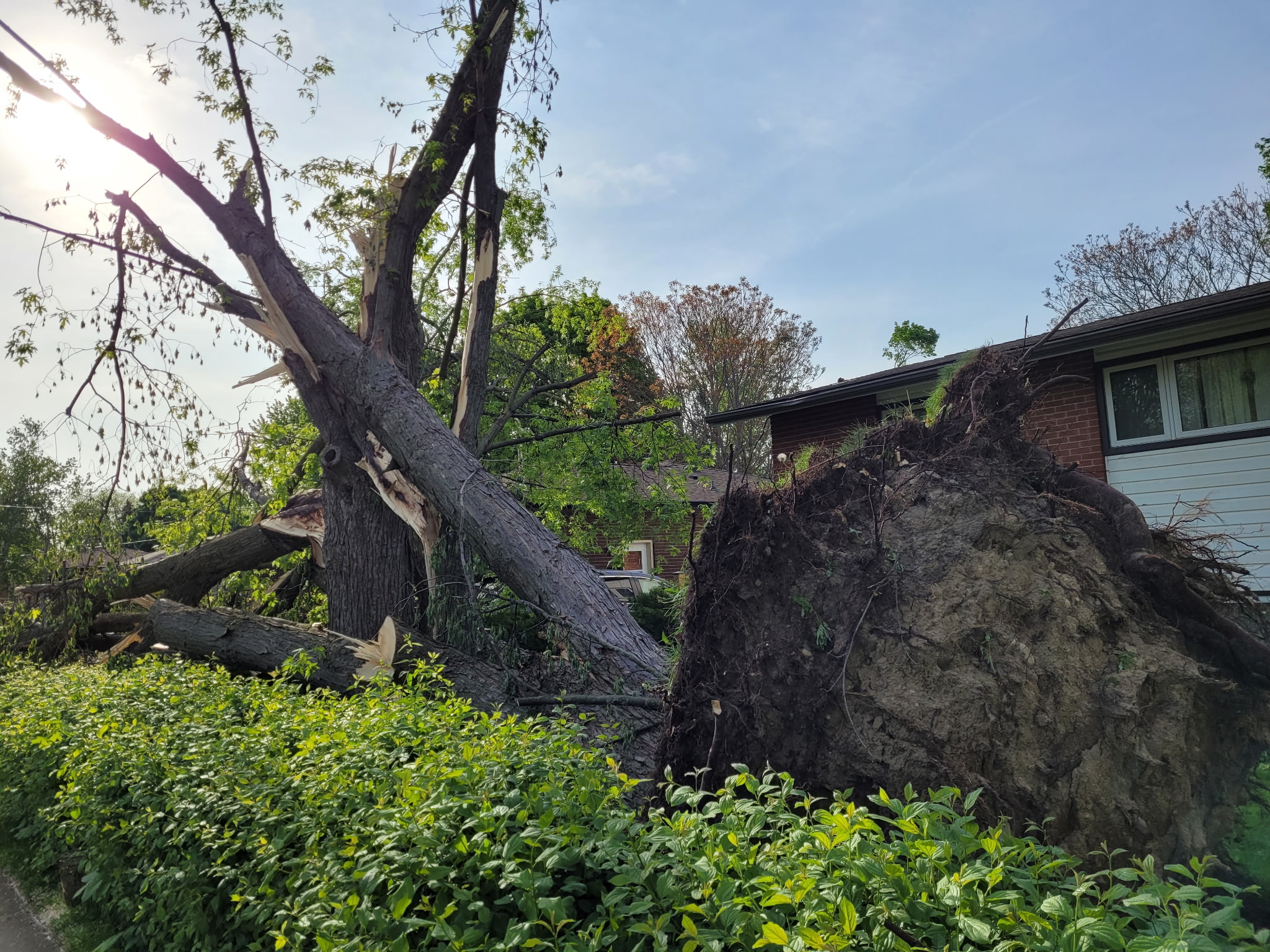 Man climbing a tree