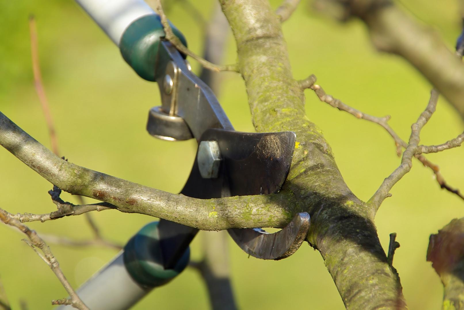 Certified Arborist Kitchener, Certified Arborist Waterloo, Certified Arborist Breslau