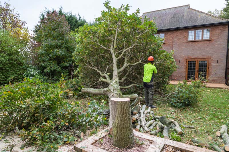 Certified Arborist, Waterloo
