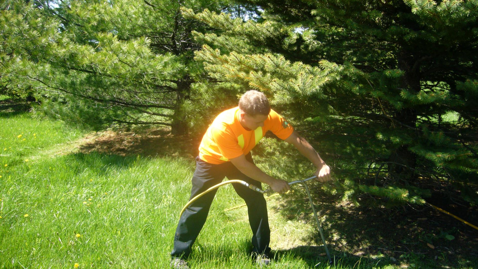 Tree Treatment